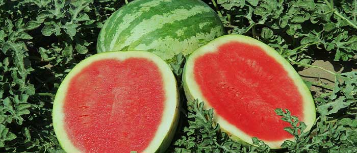 Welche Eigenschaften hat die Wassermelone?