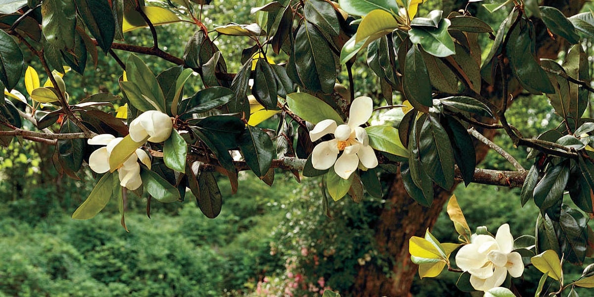 Wo und in welchem Klima wächst die Magnolienpflanze?