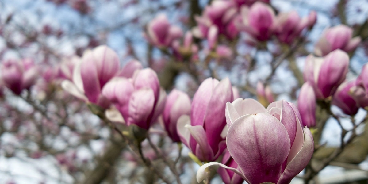 Wie man Magnolien anbaut?