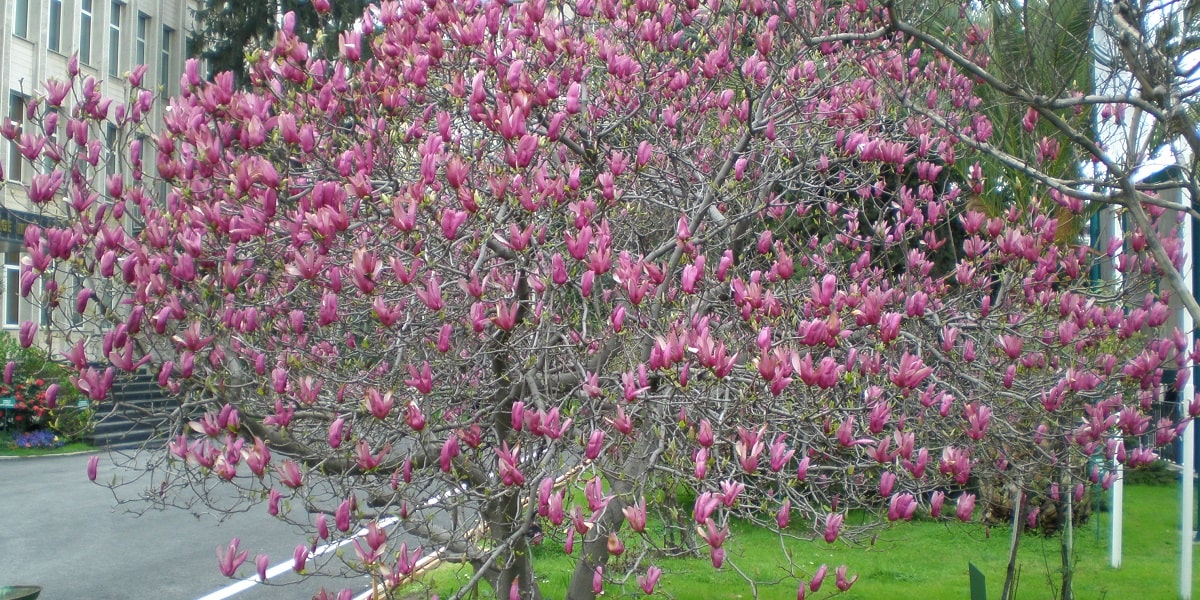 Welche Anforderungen hat die Magnolienpflanze an Temperatur, Licht und Luftfeuchtigkeit?