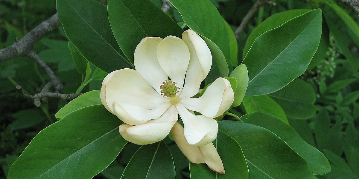 Wie oft sollte die Magnolie gegossen werden?