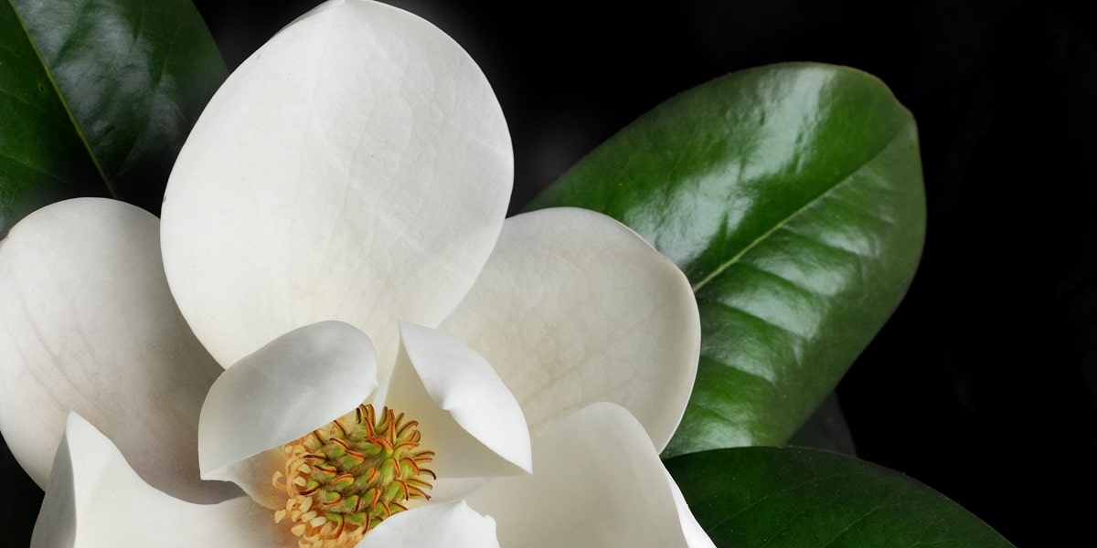 Wann blüht die Magnolie?