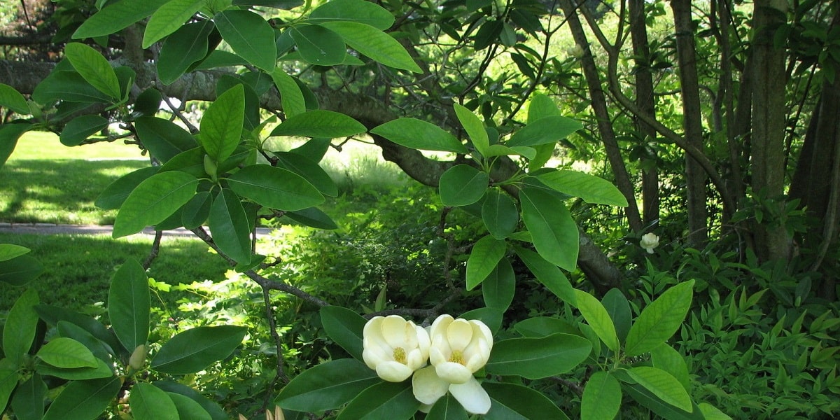 Was sind die Gefahren für die Magnolienpflanze?