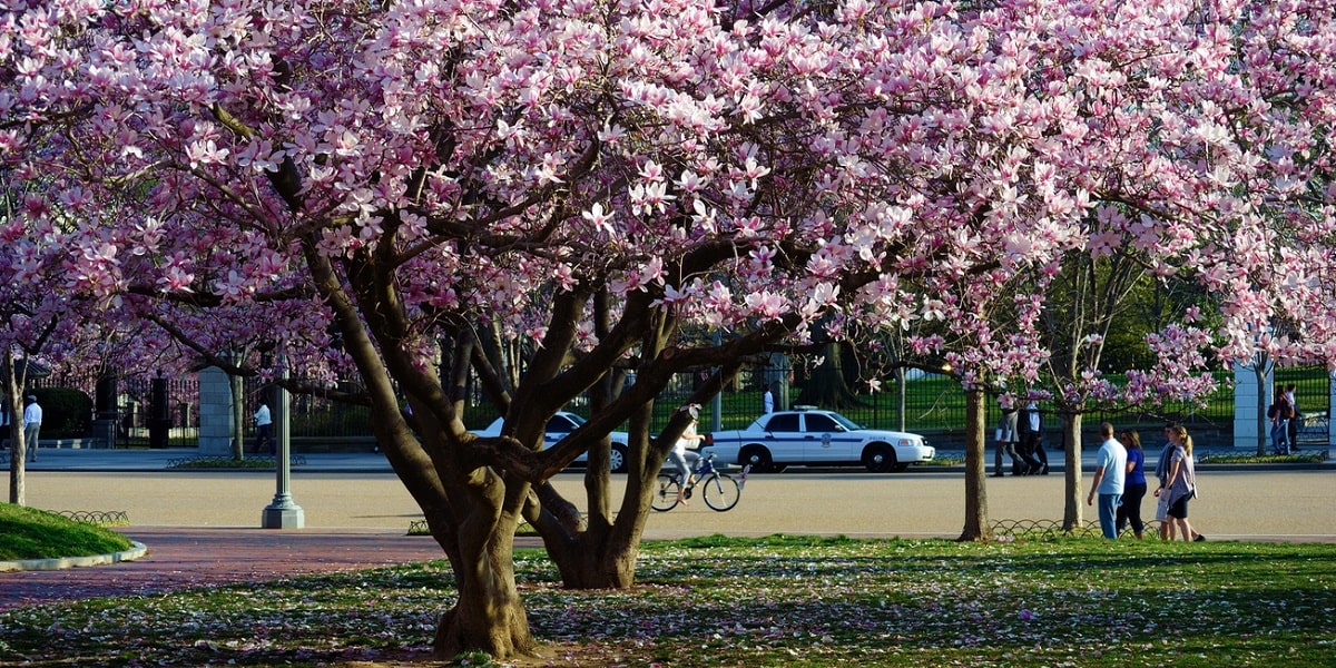 Wie wird die Magnolie im Gartenbau verwendet?