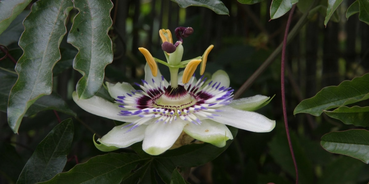 Wie brüht man Passionsblumenkräutertee auf?