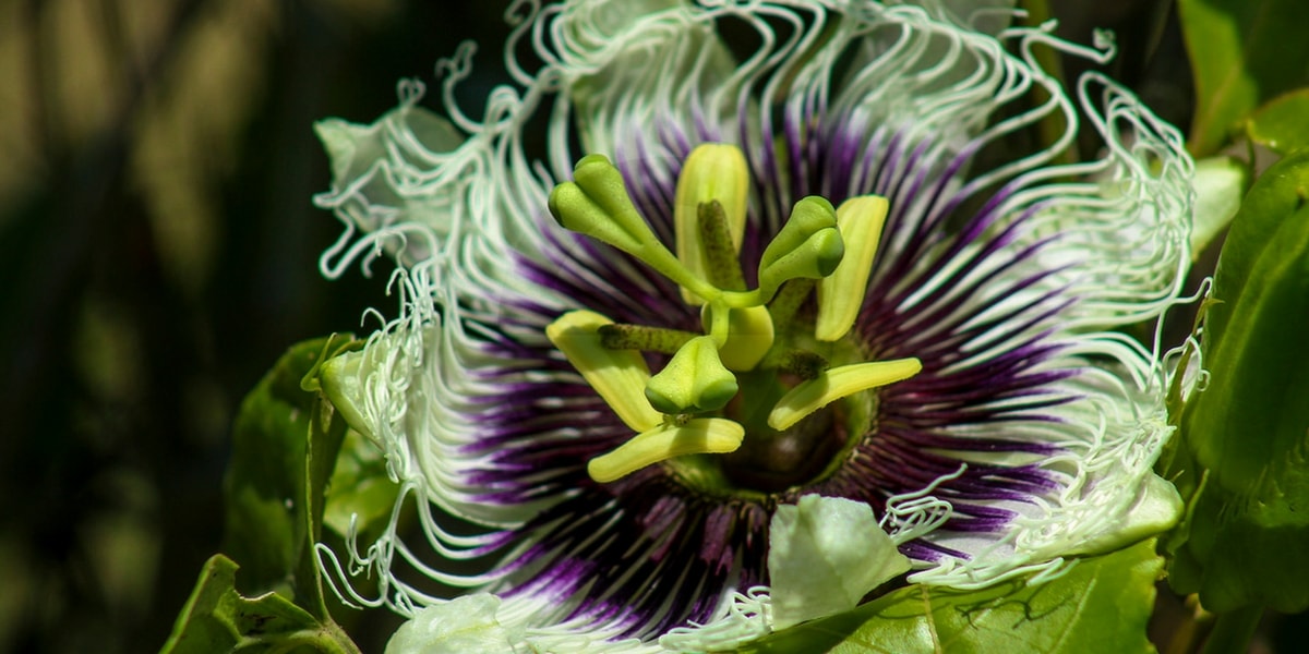 Wird Passionsblumenkraut bei Säuglingen verwendet?