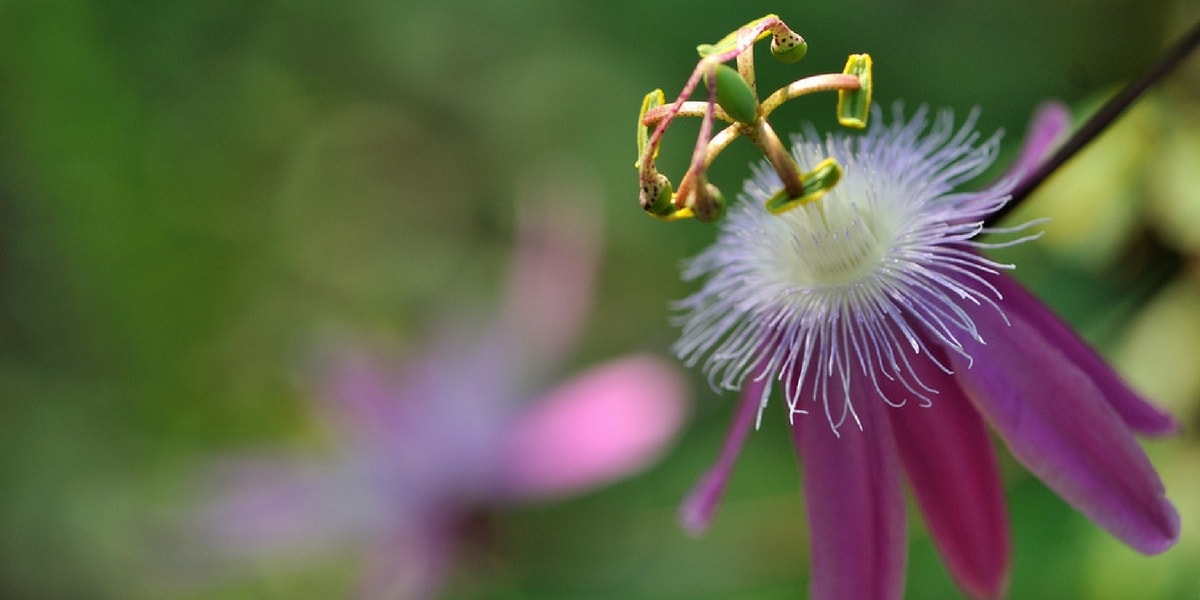 Was sind die Nebenwirkungen von Passionsblume?