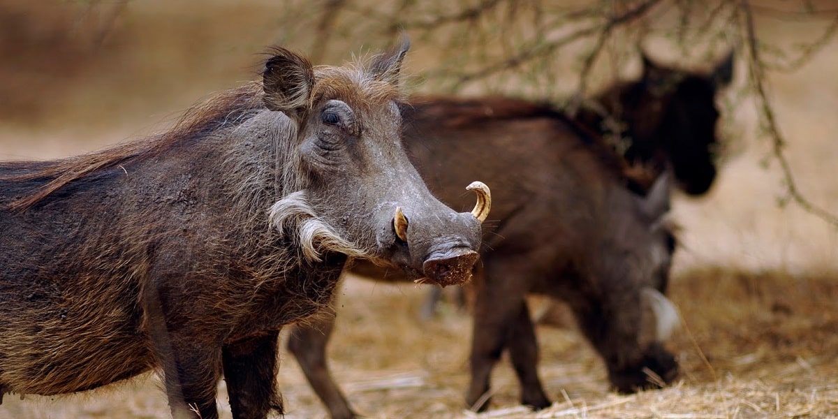 Schweinearten