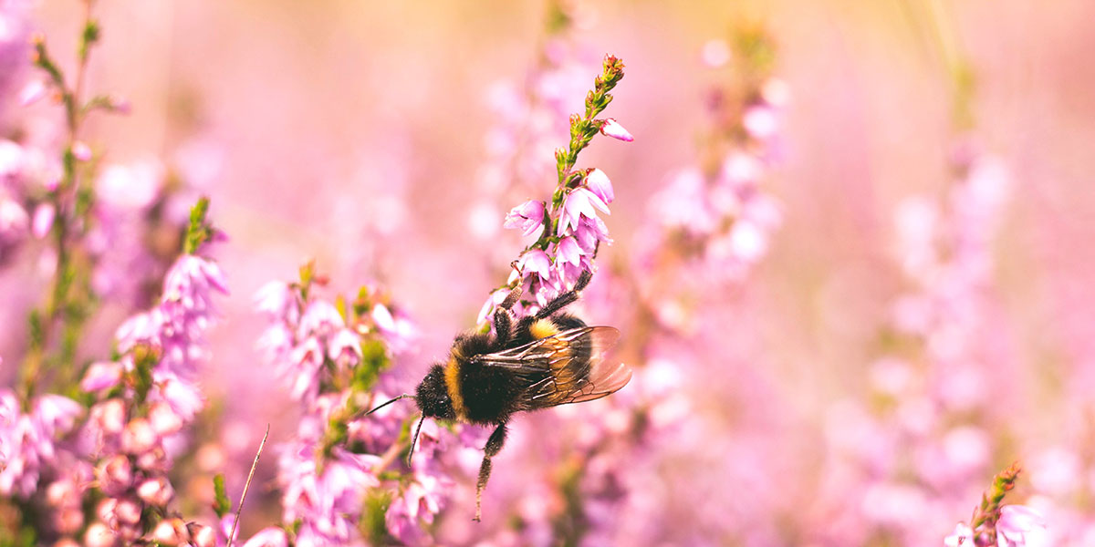 Was sind die Eigenschaften von Bienenpollen?