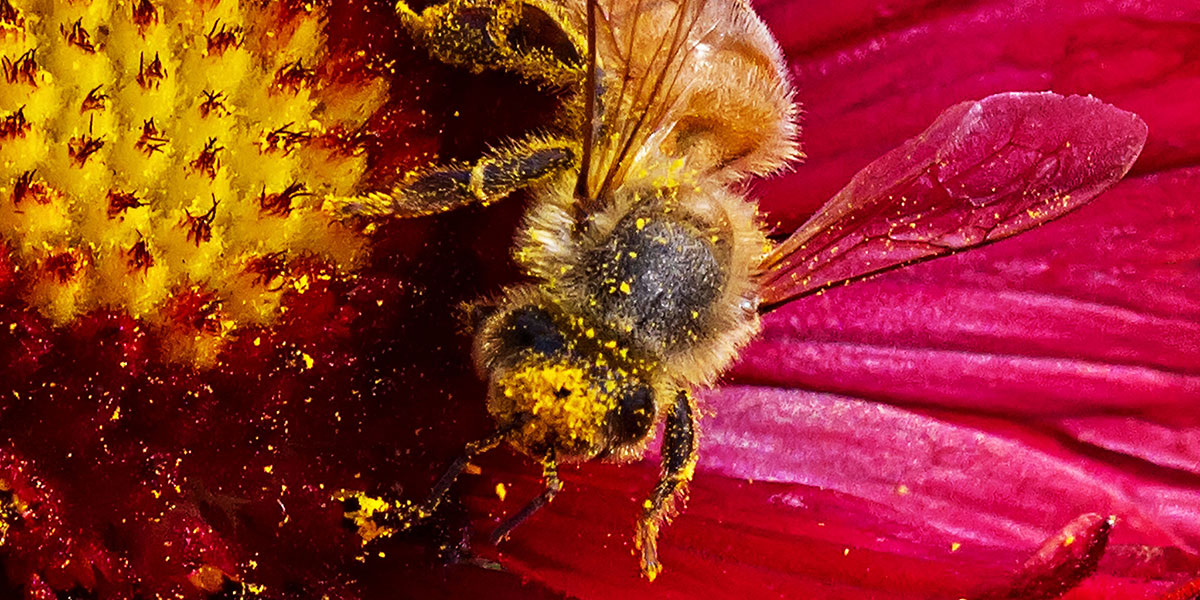 Was sind die Vorteile von Bienenpollen?